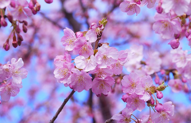 Cherry blossom japan pink